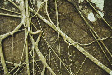 Tree roots spread and growth on rock.Abstract natural brown background.