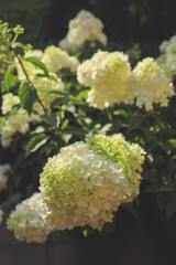 Hydrangea paniculata sort Limelight: hydrangea paniculata blooms on the Bush in the garden in summer