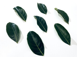 A row of glossy, dark green jackfruit leaves lines a pristine white background, creating a minimalist and natural feel.