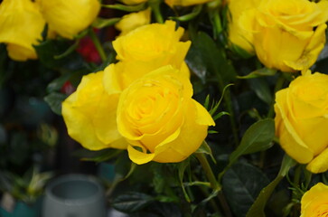 Blooming yellow rose flower and buds with dark green background