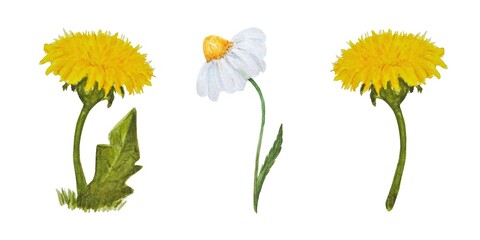Set of watercolor isolated yellow flowers daisy dandelion white background. 