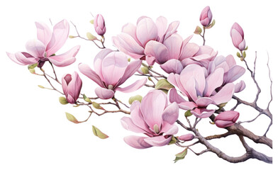 PNG Magnolia flowers blossom nature plant.