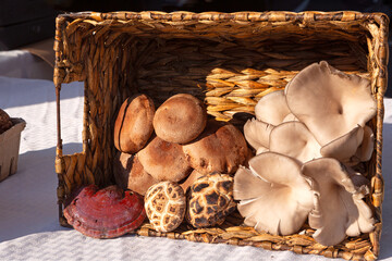 Fresh cut organic Shitake and oyster mushrooms in a basket at a local farmer's market