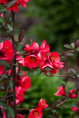 Red flowers on branch