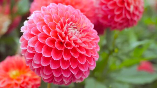 Pink Dahlia Blossoms in a Colorful Garden During Early Morning