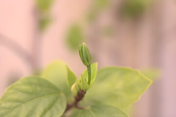 flower calyx about to bloom