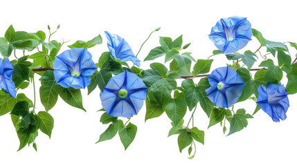 Vibrant Blue Morning Glories on a Lush Green Vine with Leaves