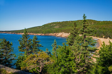 Rock coast with pine tree forest