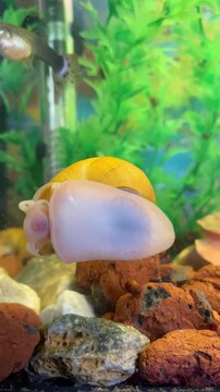 Yellow ampularia snail scraping algae off glass, aquarium cleaning. Vertical post. Concept: freshwater mollusk, invertebrate animals