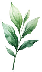 PNG Botanical leaf plant herbs white background.