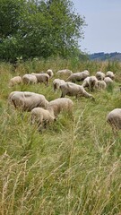 Fototapeta premium A herd of sheep grazing in a field