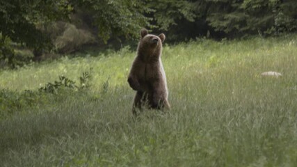 European brown bear playing in the forest looking for food. Slow motion.