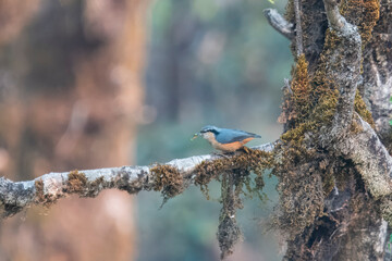 white-tailed nuthatch or Sitta himalayensis in Munsyari in Uttarakhand, India