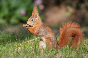 Fressendes Eichhörnchen auf der Wiese