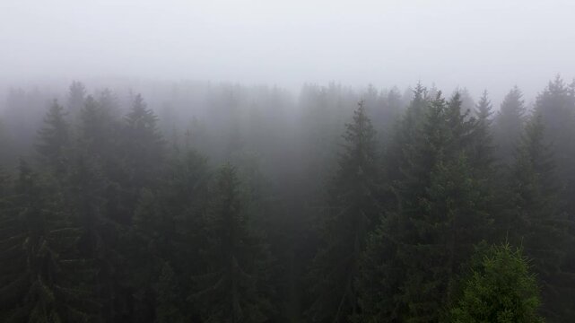 aerial flight over dark spruce forest with fog