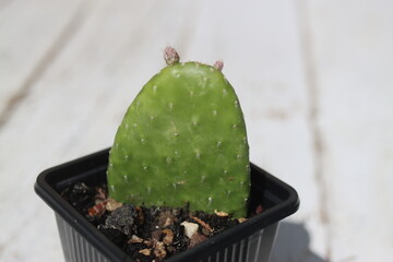 Opuntia microdasys inermis Opuncja drobnolistna nieuzbrojona kaktus
