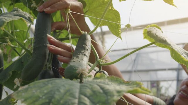 Latin gardener inspecting cucumber crop while working in indoor nursery close up. Smiling hispanic woman in straw hat managing vegetables cultivation in greenhouse