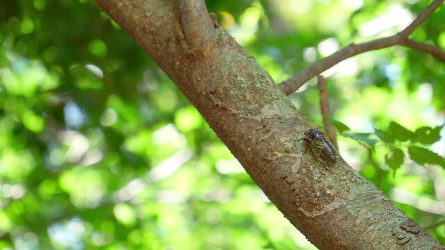 夏の風景 日陰の木の枝で鳴くクマゼミ