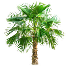 Vibrant Green Palm Tree in a Tropical Setting Isolated Against A White Background