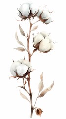 Cotton plant with fluffy white bolls, symbolizing organic and sustainable textile production.