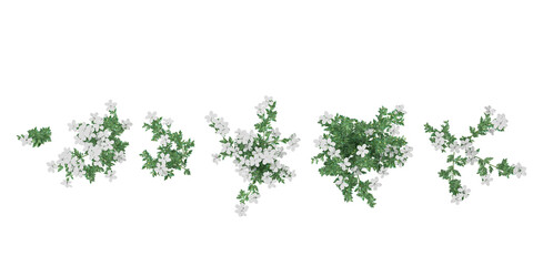 3d rendering of Nicotiana tabacum plants on transparent background from top view