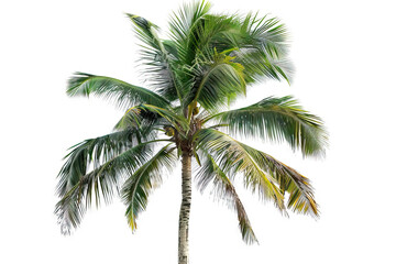 "Single palm tree isolated on white background, ideal for tropical themes and environmental concepts."