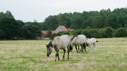 Konik horses. The Konik horse originates from Poland. There it was bred as a replacement for its extinct ancestor, the tarpan. Konik horses are used as wild grazers in nature reserves.