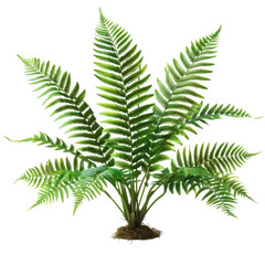 Green Fern Plant with Lush Leaves in a Natural Setting, Bright Green Botanical Highlight