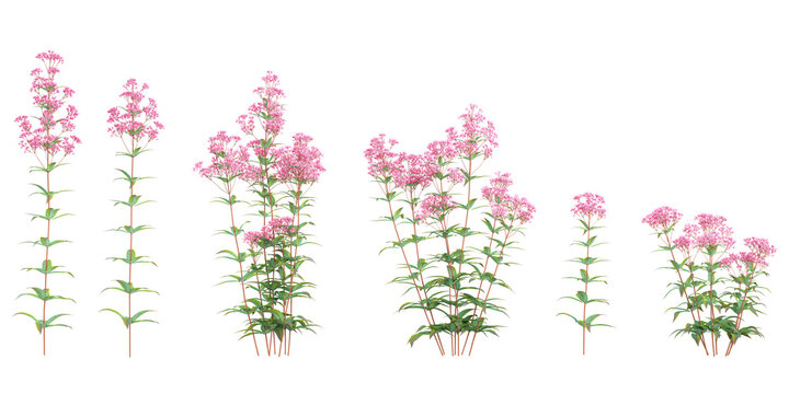 collection of Eupatorium purpureum plants beautiful isolated on white background