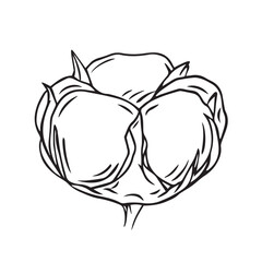 A soft bud on a branch of a cotton plant is drawn with lines isolated on a white background. Vector graphics of a simple drawing. Cotton flower is a material for making textiles.