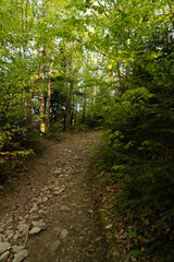 Rocky Hiking Trail Surrounded by Lush Greenery in Early Morning Light. Hiking in Carpathian Mountains, Ukraine