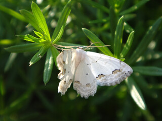 The lace border moth (Scopula ornata) resting on a green bedstraw plant