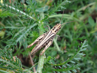 Bow-winged grasshopper (Chorthippus biguttulus s.l.), female resting on a yarrow plant