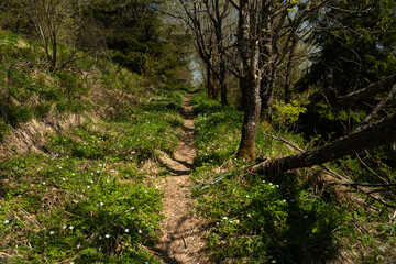 Peaceful Hiking Trail Surrounded by Lush Greenery and Wildflowers in Early Spring. Hiking in Carpathian Mountains, Ukraine