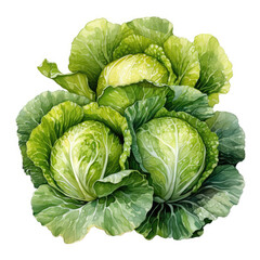 Fototapeta premium Watercolor Lettuce, clipart Illustration, Generative Ai