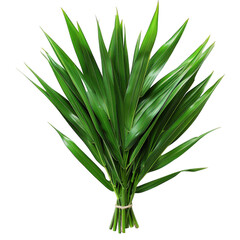 Detailed Green Plant with Fresh Leaves Isolated on White Background