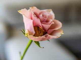 a pink rose with an imperfect petal