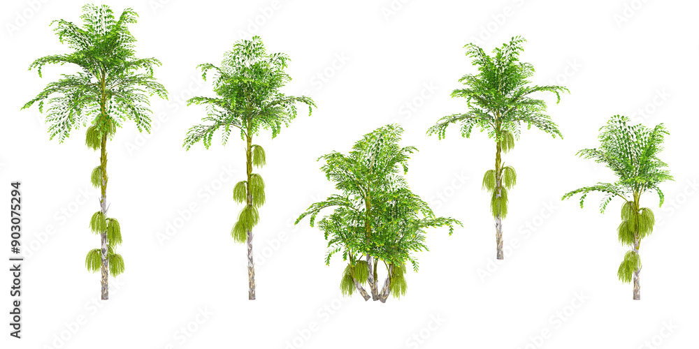 Poster 3d rendering of clustering fishtail palm trees on transparent background
