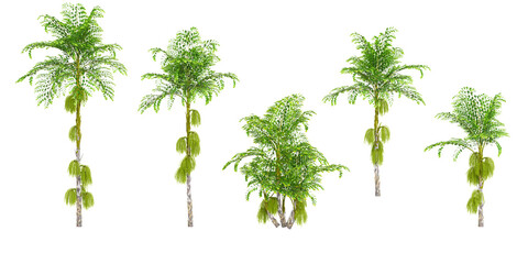 3d rendering of Clustering fishtail palm trees on transparent background