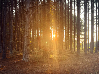 Obraz premium Golden hour sunset in the woods