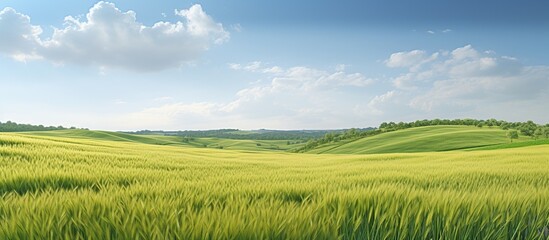 Fototapeta premium Green grass field and blue sky summer