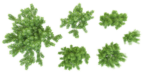 Obraz premium 3D rendering of Rosemary plants in transparent background.Top view