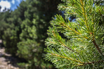 Obraz premium Close-up of Pine Branch in Neila Lagoons, Soria