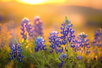 Obraz premium Texas Scenery: Bluebonnet Wildflowers Blooming at Sunrise in a Field