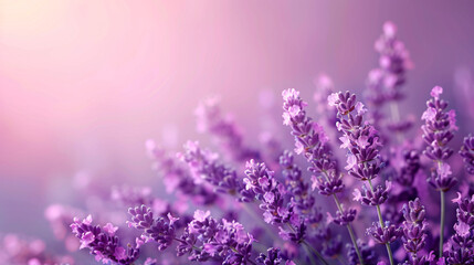 Naklejka premium A serene background of lavender flowers with copy space, perfect for use in nature-themed designs and relaxation-related content.