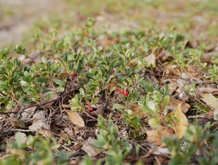 Ripe large lingonberry on the branches of a bush on a cloudy autumn day. Healthy vegetarian food with a high content of vitamins and trace elements.