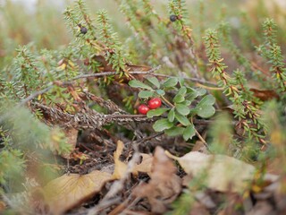 Ripe large lingonberry on the branches of a bush on a cloudy autumn day. Healthy vegetarian food with a high content of vitamins and trace elements.