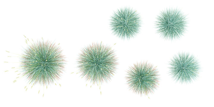 Blus fescue Palnt isolated on white background, tropical trees isolated used for architecture.Top view