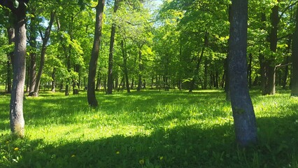 Forest with Tall Trees
