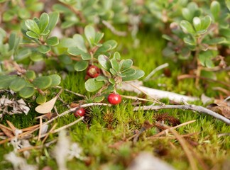Ripe large lingonberry on the branches of a bush on a cloudy autumn day. Healthy vegetarian food with a high content of vitamins and trace elements.